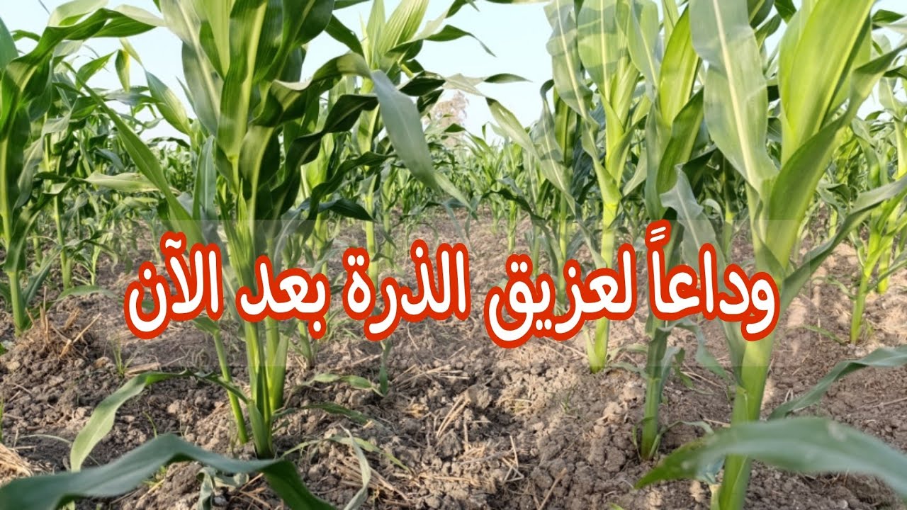 مكافحه ورش الحشائش في الذرة الشامية بالمبيدات 