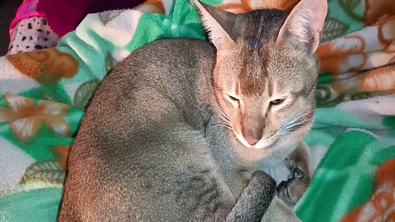 omg 😻😻😻cutemy cat ❤😻😍😻#cat #anmals #cuteanimal #cute #kitten #cutepet #funnycat #funnyanimal