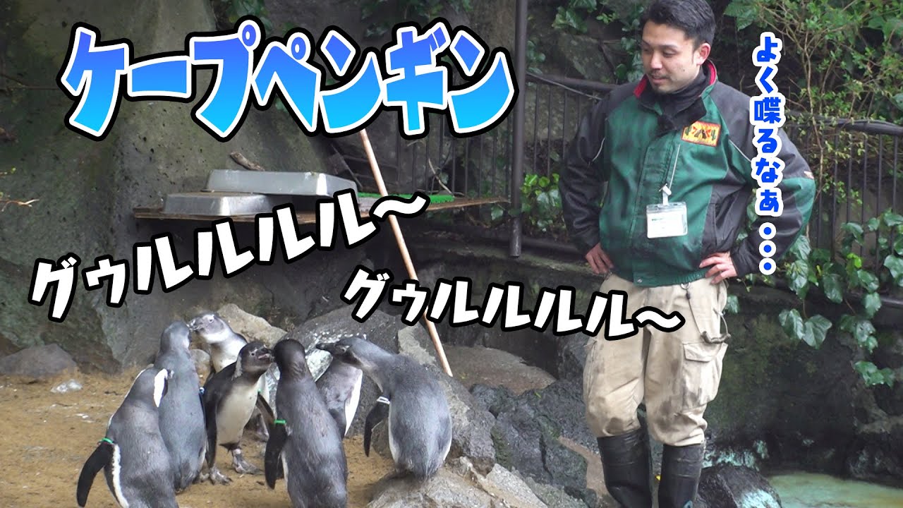 ペンギンについて説明してもらったら鳴き声が元気すぎた！【世界ペンギンの日】