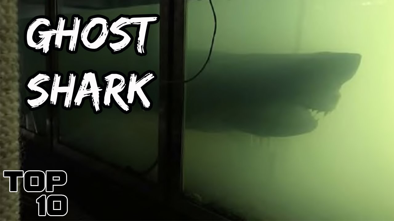 Top 10 Scary Animals Found In People's Houses