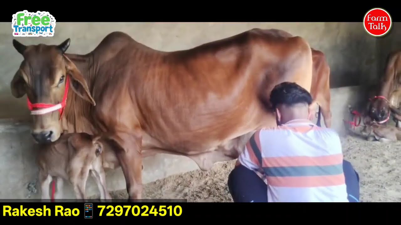Cow Milking Video 👉 Rakesh Rao Village 1C Choti Dist. Sri Ganganagar Rajasthan Bharat 