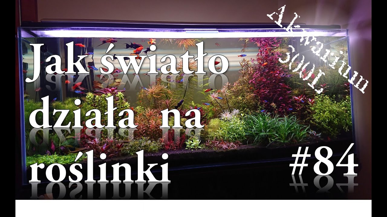 Akwarystyka - 084. Jak światło wpływa na rośliny