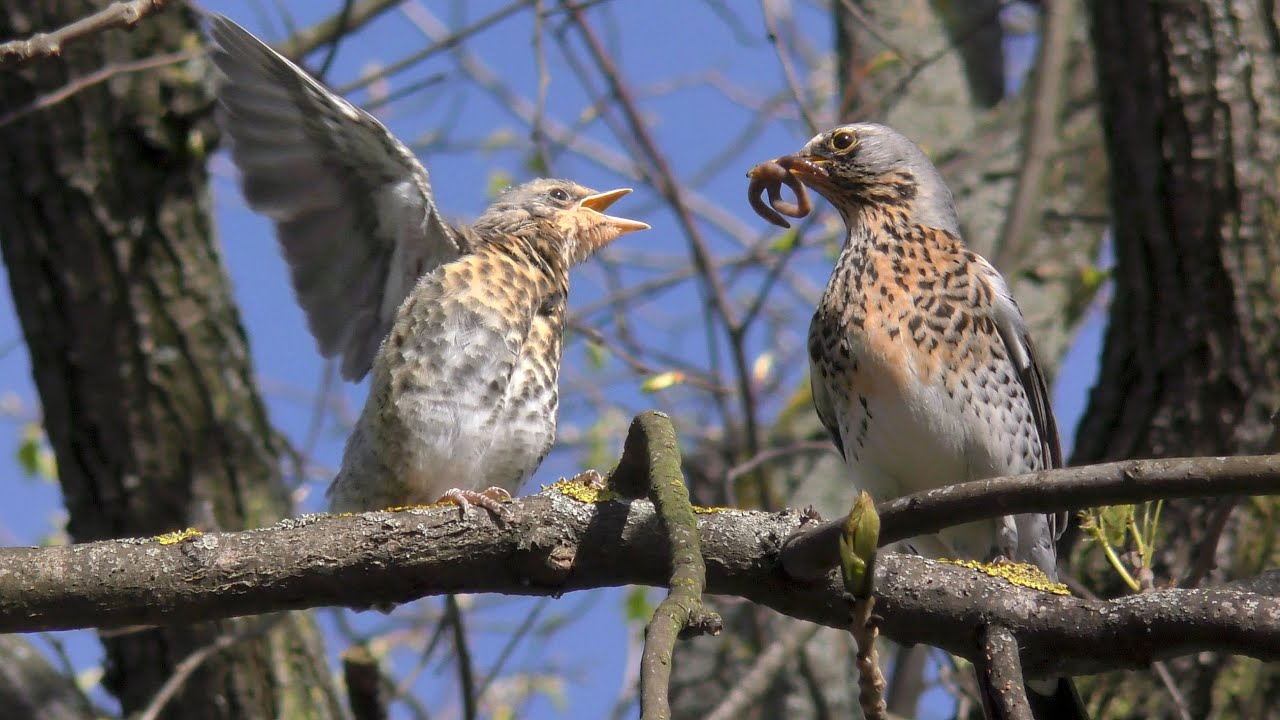 Kwiczoł Turdus pilaris zimą i wiosną