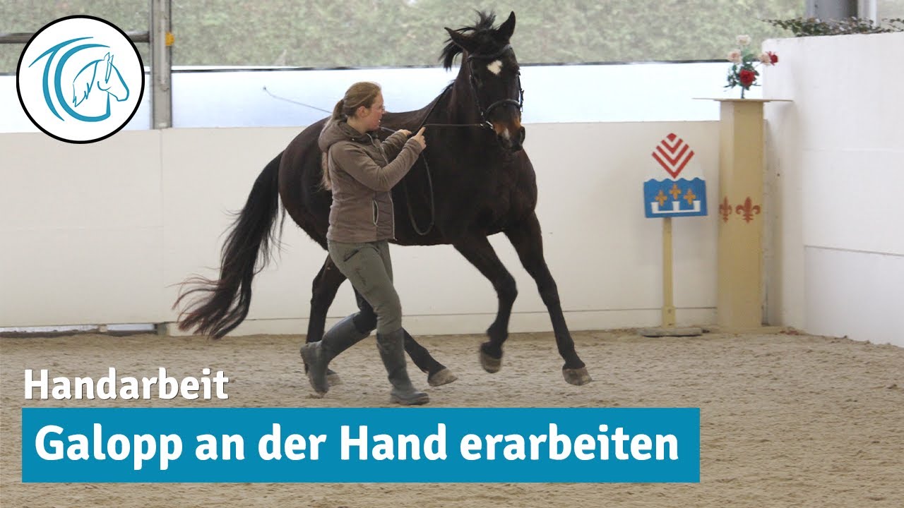 Galoppieren in der Handarbeit - So beginnst du den Galopp an der Hand