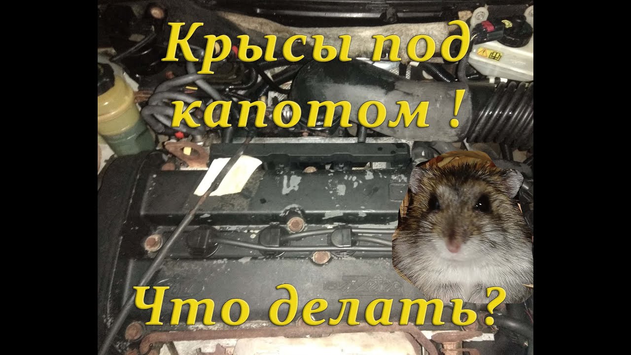 Крысы под капотом ! Что делать ? Как прогнать крысу ? Rats under the hood of a car  Easy Mouse Trap