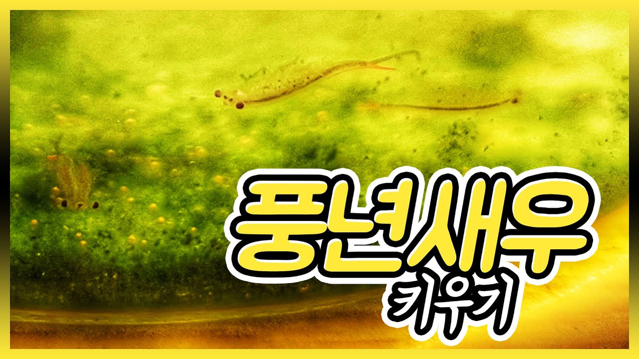 풍년새우 키우기|[지구대통령]