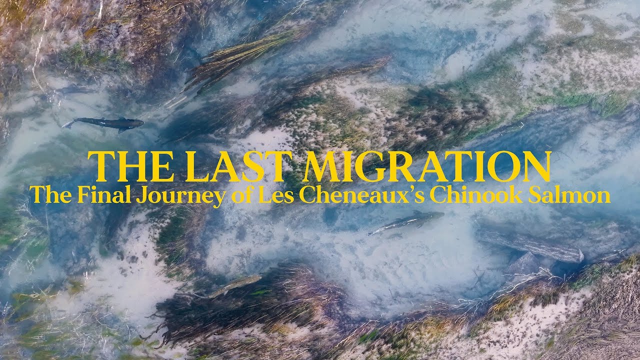 The Last Migration - The Final Journey of Les Cheneaux’s Chinook Salmon