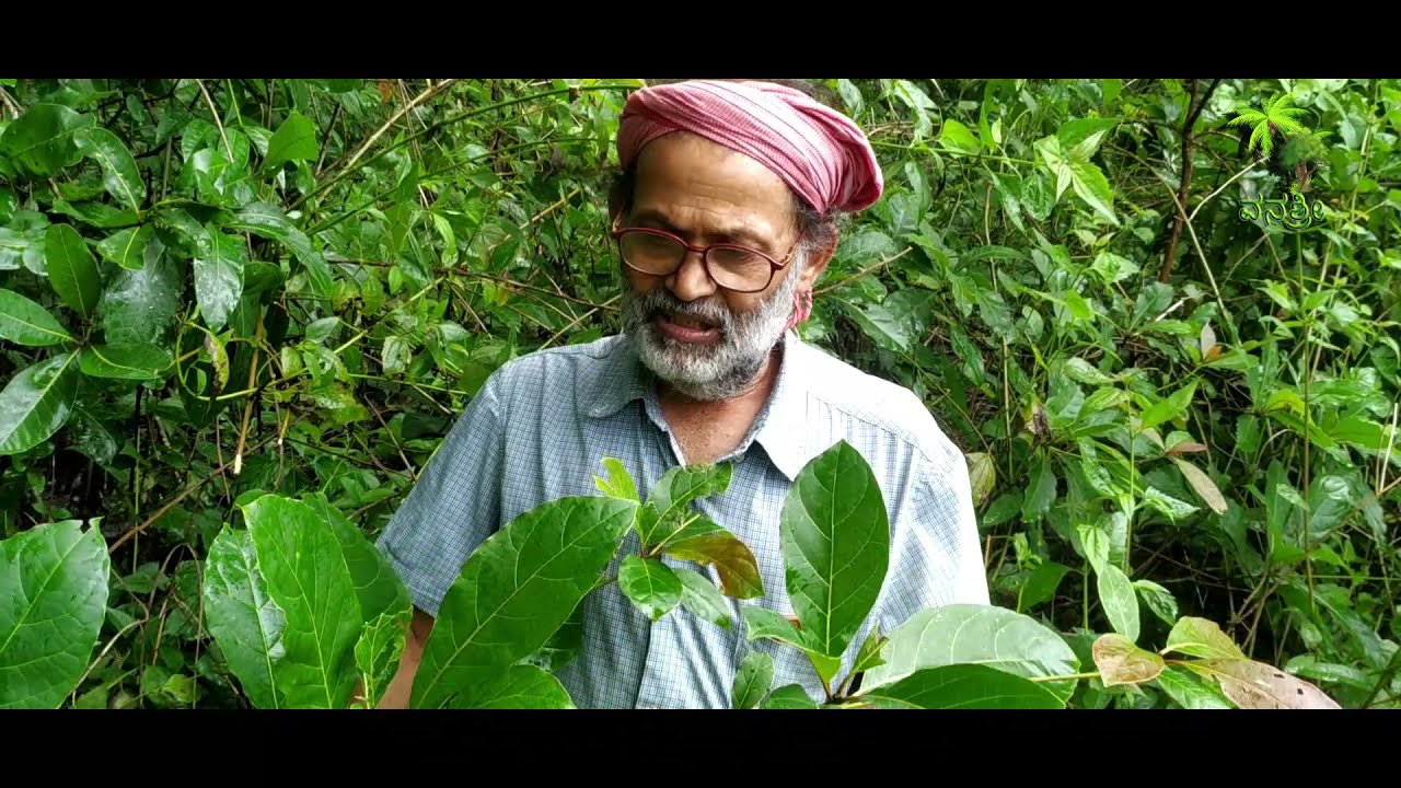 Plant 256 | ತಾರಿ ಮರ | ಶಾಂತಿ ಮರ  | taari mara | shanti mara | Herbal & The plant