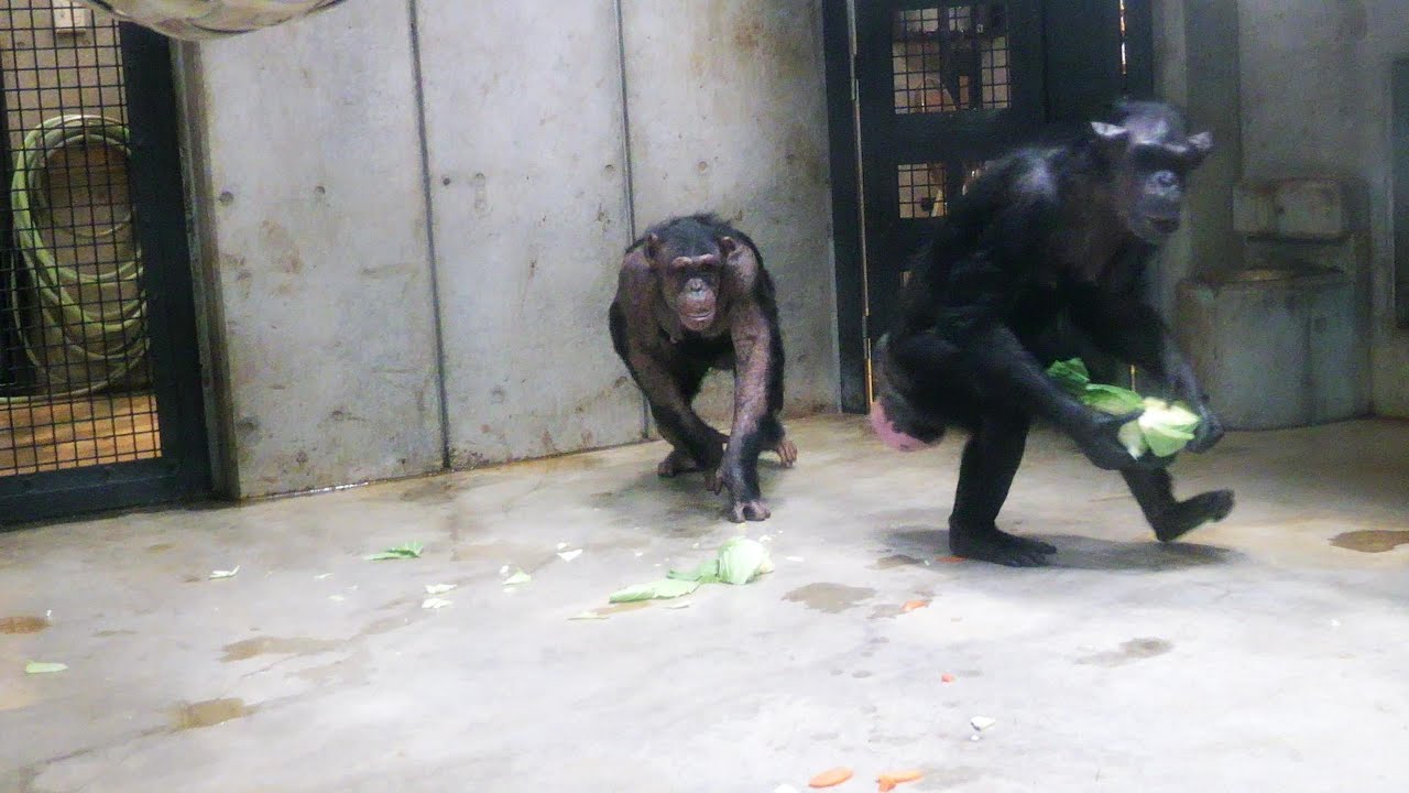 ニナちゃんとイブ、ケンタとリズ、デビィさんもいるよ　宮崎市フェニックス自然動物園　チンパンジー　202601
