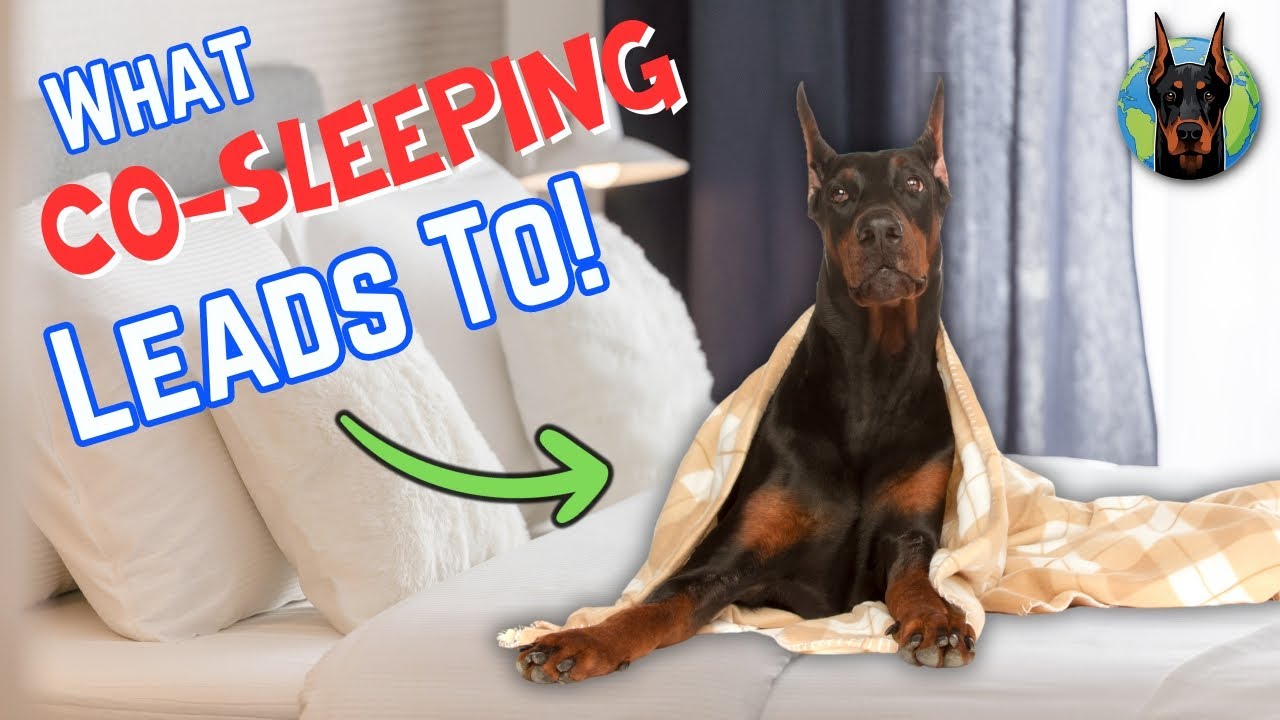 Sharing Your Bed With Your Doberman: BIG Mistake or Better Behavior?