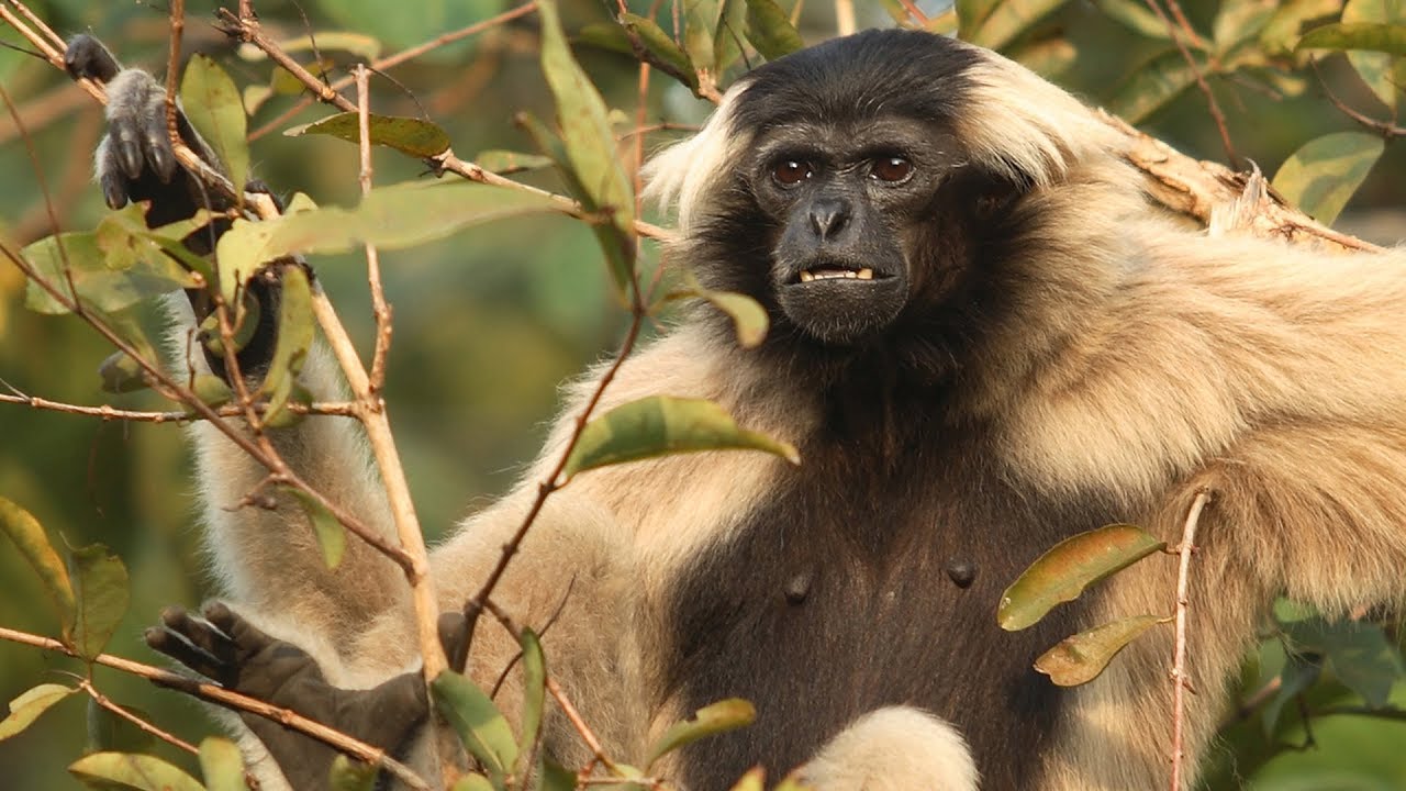 Saving Cambodia's Forest and Wildlife | Cardamom Tented Camp