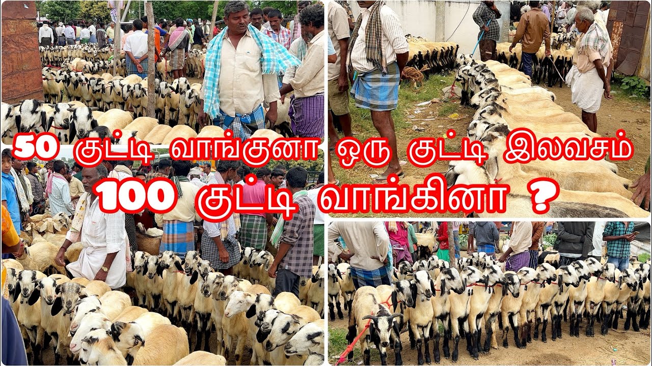 நம்ம பண்ணைக்கு செம்மறி ஆட்டு குட்டிகள் வாங்க போவோம்|சாந்திபுரம் ஆட்டு சந்தை