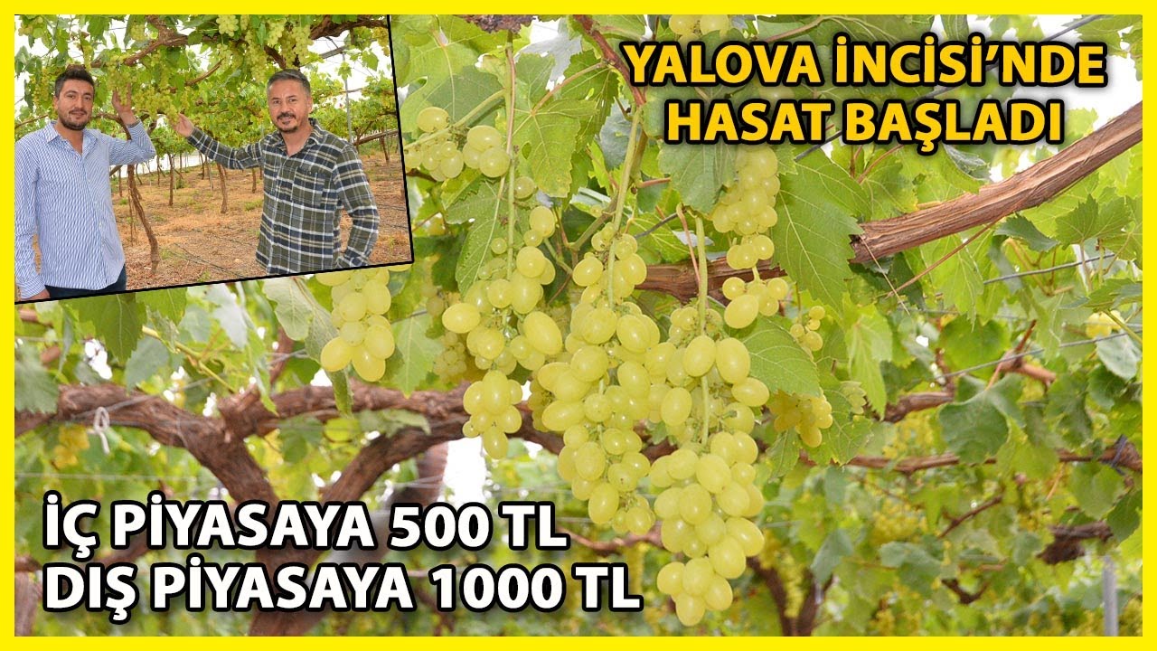 Turfanda Üzüm Hasadı Örtü Altında Başladı