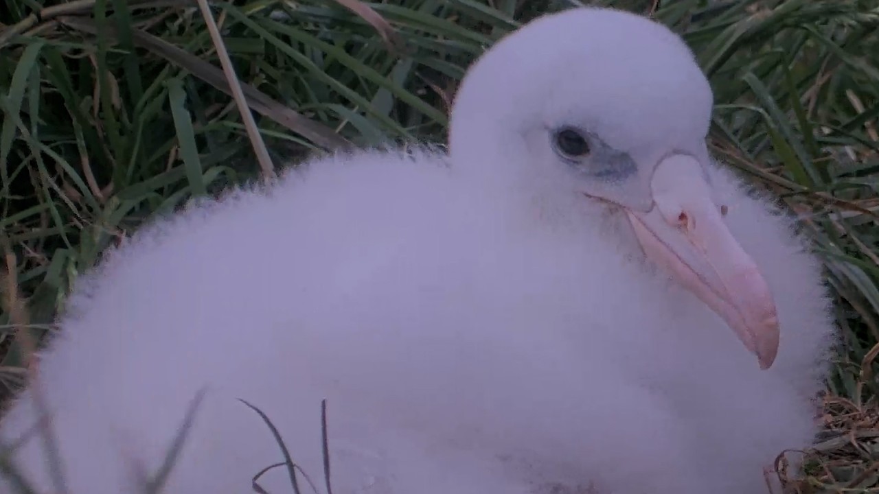 Royal Albatross Chick Spends First Night Alone At The Nest In New Zealand | DOC | Cornell Lab