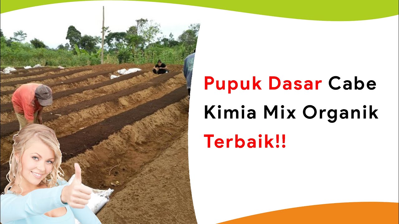 Pupuk Dasar Terbaik Tanaman Cabe, Kimia Mix Organik Sekali Tabur