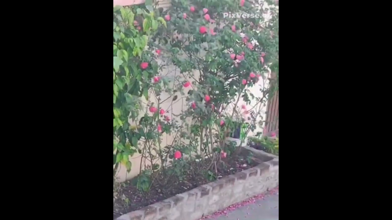 wind and flower