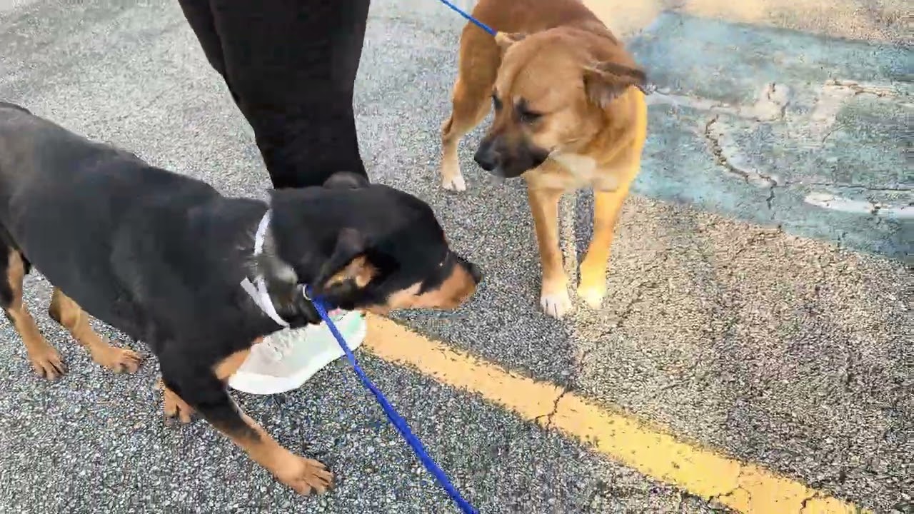 A2054020 Kiara and A2054925 Rosa Marie temp test 