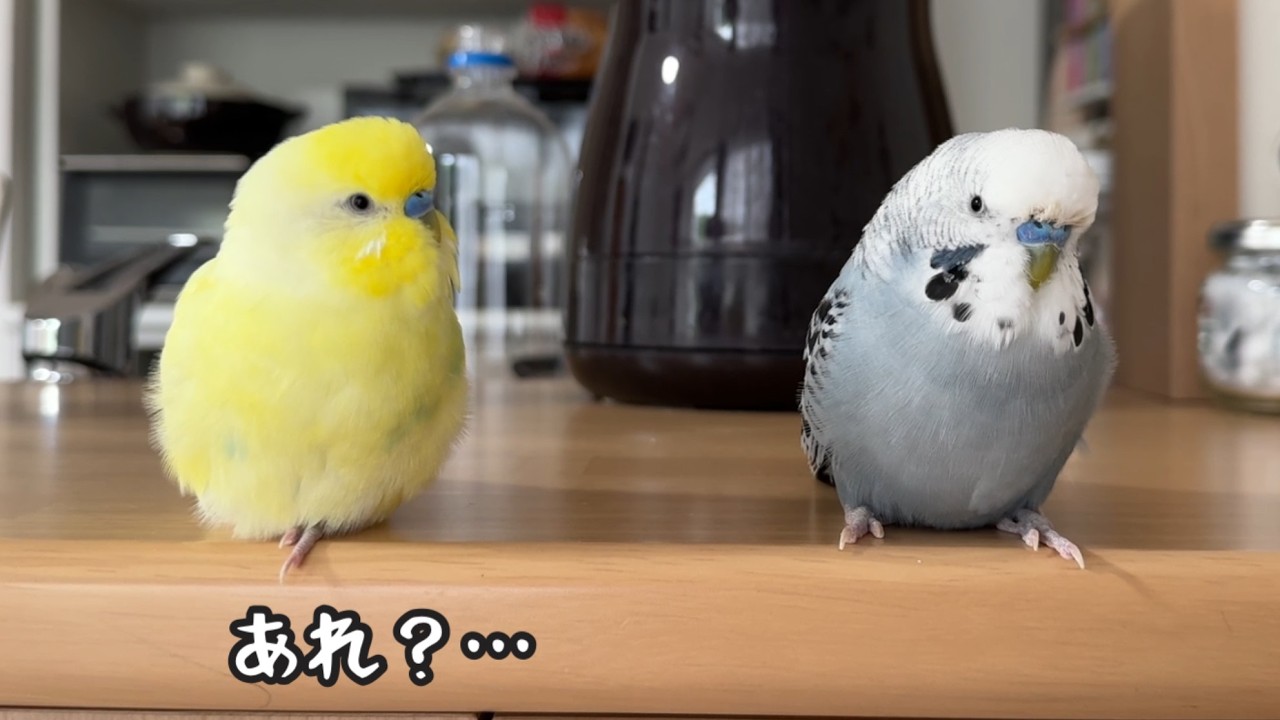 大事なほっぺを落としてしょんぼりするジャンボ君【インコのお喋り】