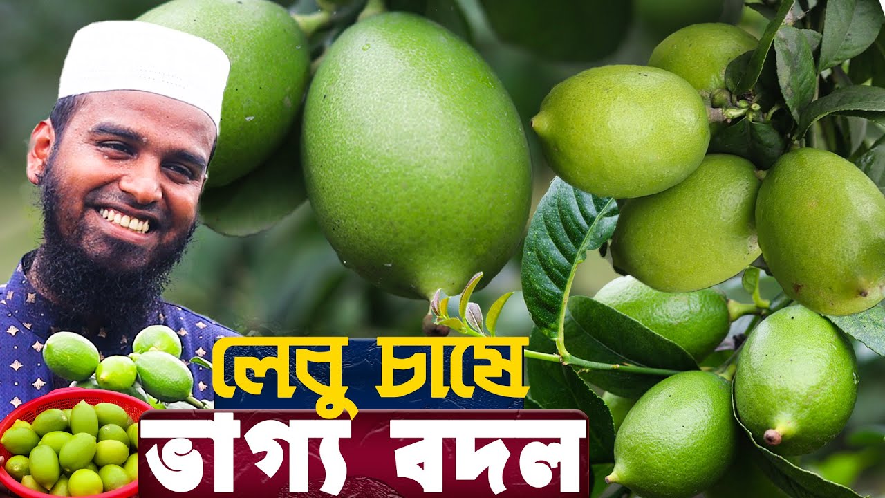 বীজ বিহীন লেবু চাষে- ভাগ্য ফিরেছে মুহাইমিনের | সীডলেস লেবু চাষ পদ্ধতি | Seedless Lemon Farming