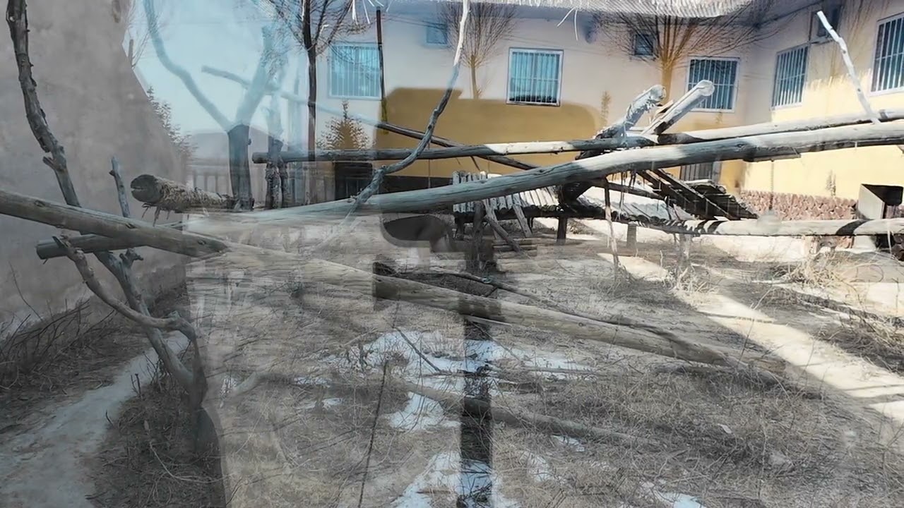 狞猫 兰州野生动物园  20260106 1306——我在旁边一直拍拍怕