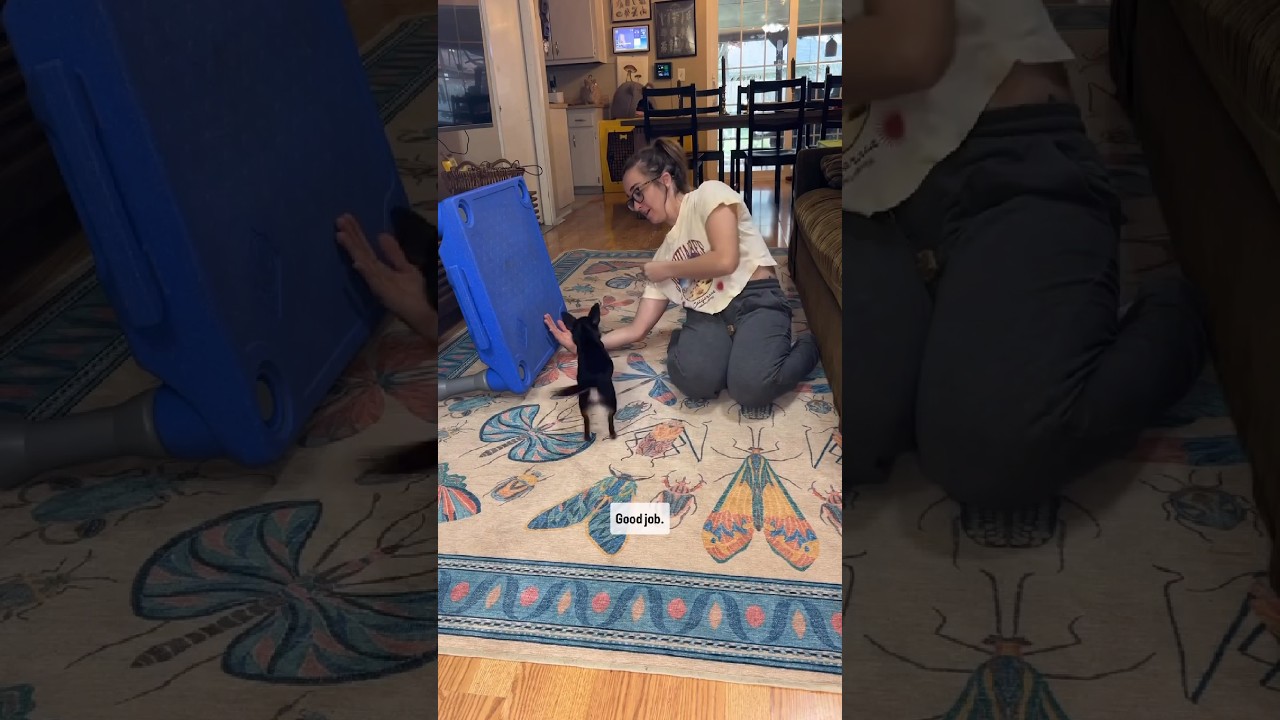 How I teach the airplane trick! ✈️ #pets #dogtricks #tricktraining #chihuahuafanclub