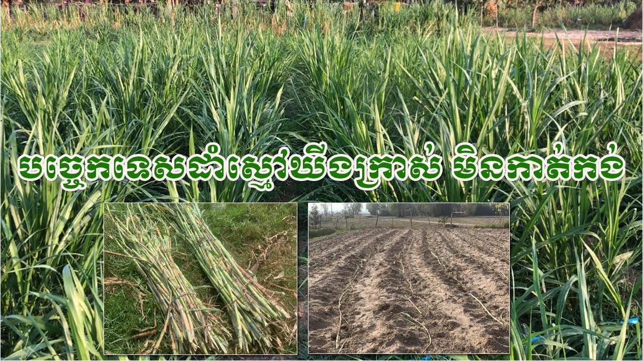 បច្ចេកទេសដាំស្មៅឃីងក្រាស់ដោយមិនបាច់កាត់កង់ៗ | How to grow King Grass
