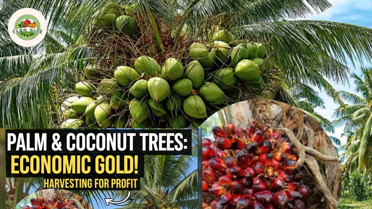 Coconut  Farm or Oil Palm Plantations Investment and See theEconomic Benefits in The Next Few Years.