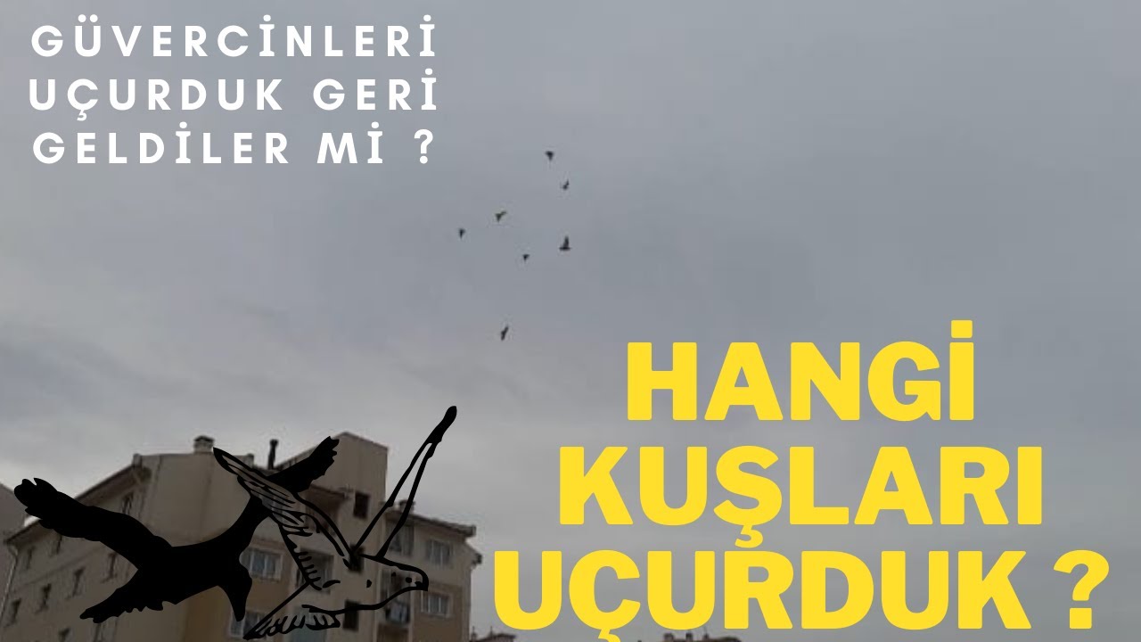GÜVERCİN ALIŞTIRMA  VE UÇURMA #2