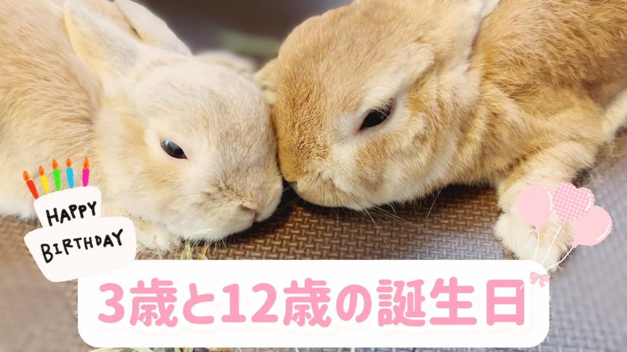【祝3歳＆12歳】ニャンコ先生とジャックおじさんの誕生日。（2025年10月20日）