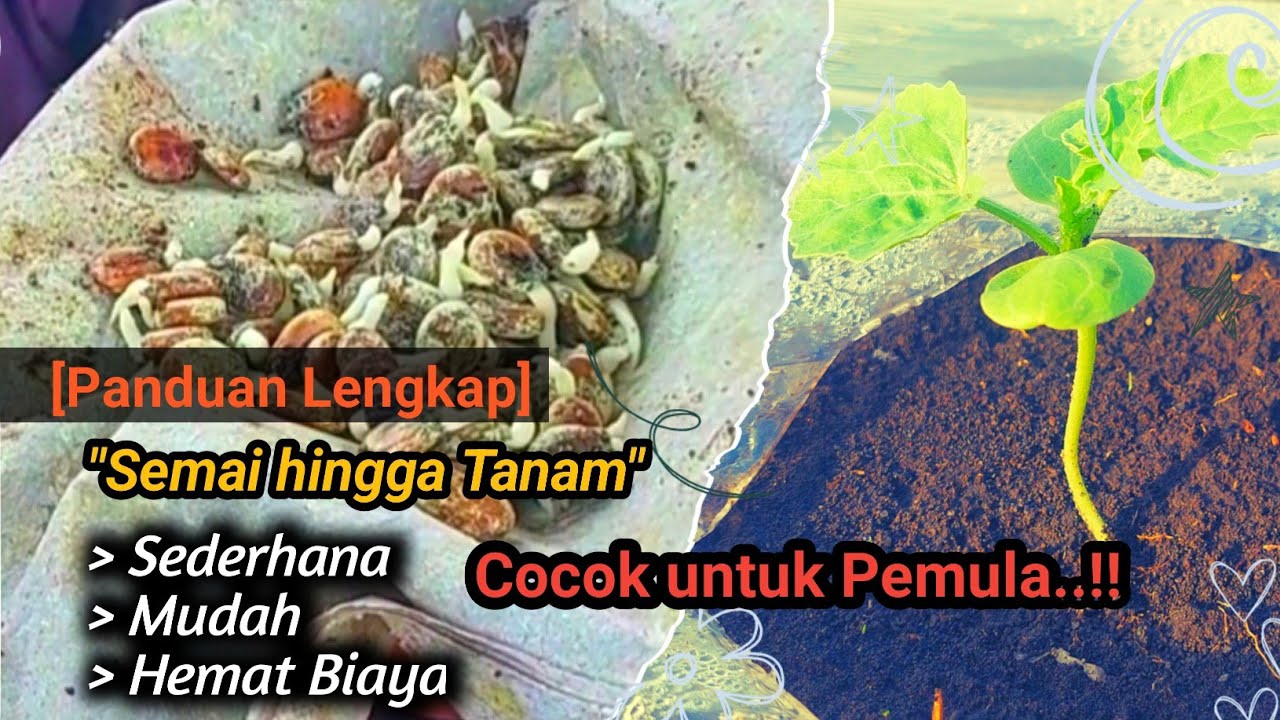 Panduan lengkap proses penyemaian benih semangka hingga penanaman, 