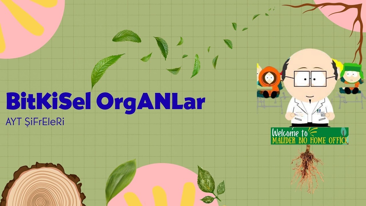 AYT Biyoloji | Bitkisel Organlar Şifreleri 🌿 Kök – Gövde – Yaprak | Sınavda Çıkan Taktikler