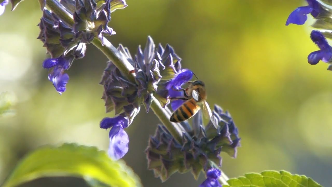 sounds of meadows, bees, butterflies and breeze || звуки лугов, пчелок, бабочек и ветерок.