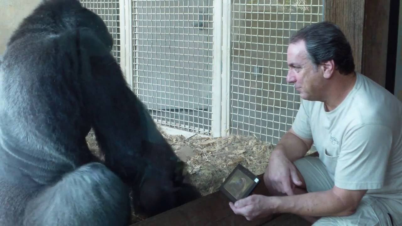 Jelani the photo loving Gorilla