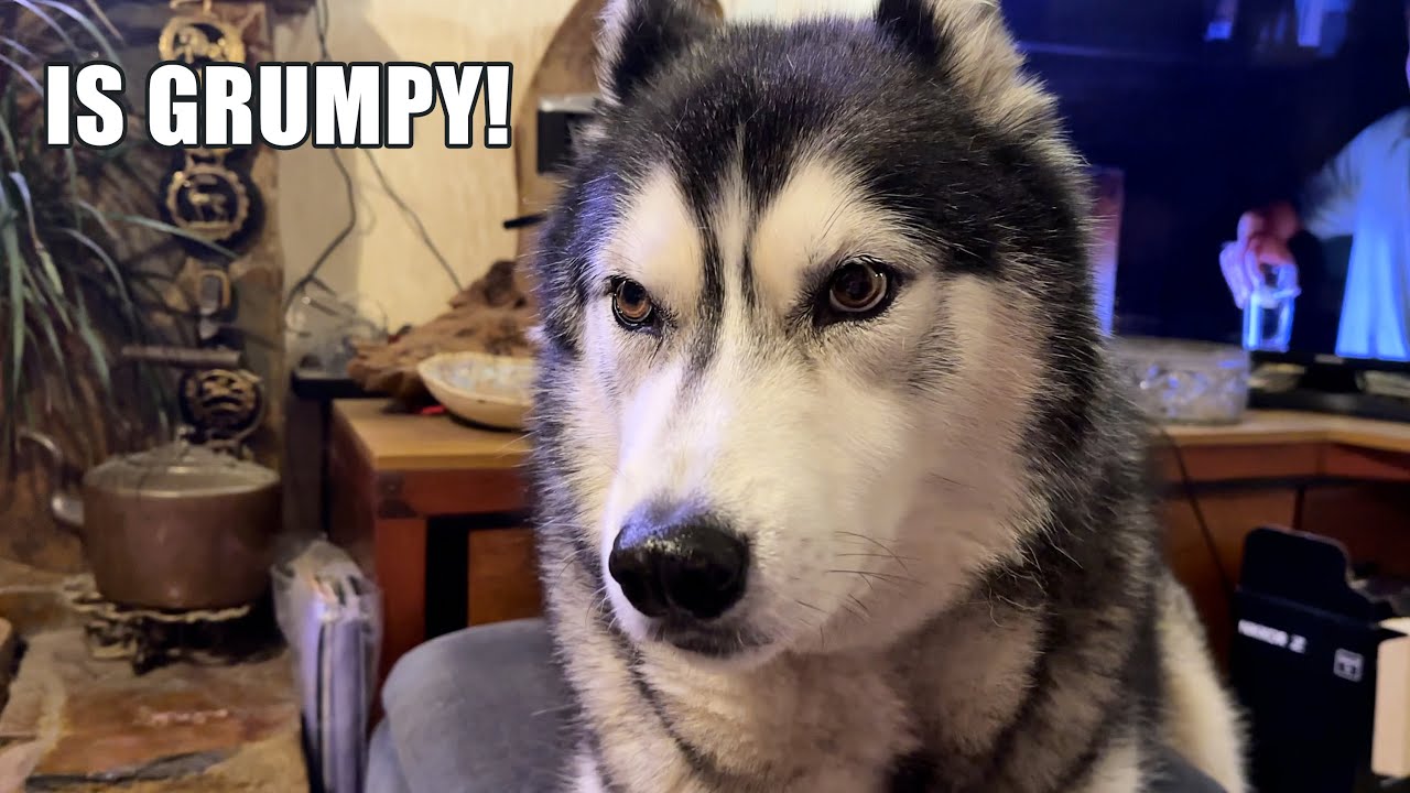 Husky in A MOOD With His NAN & Tells Her About It!