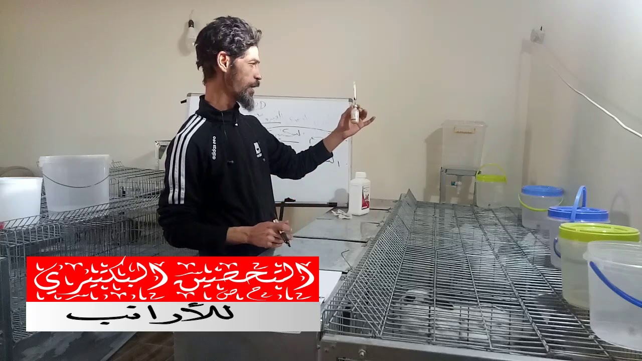اهم التحصينات للارانب . حلقه اليوم #التحصين البكتيري#