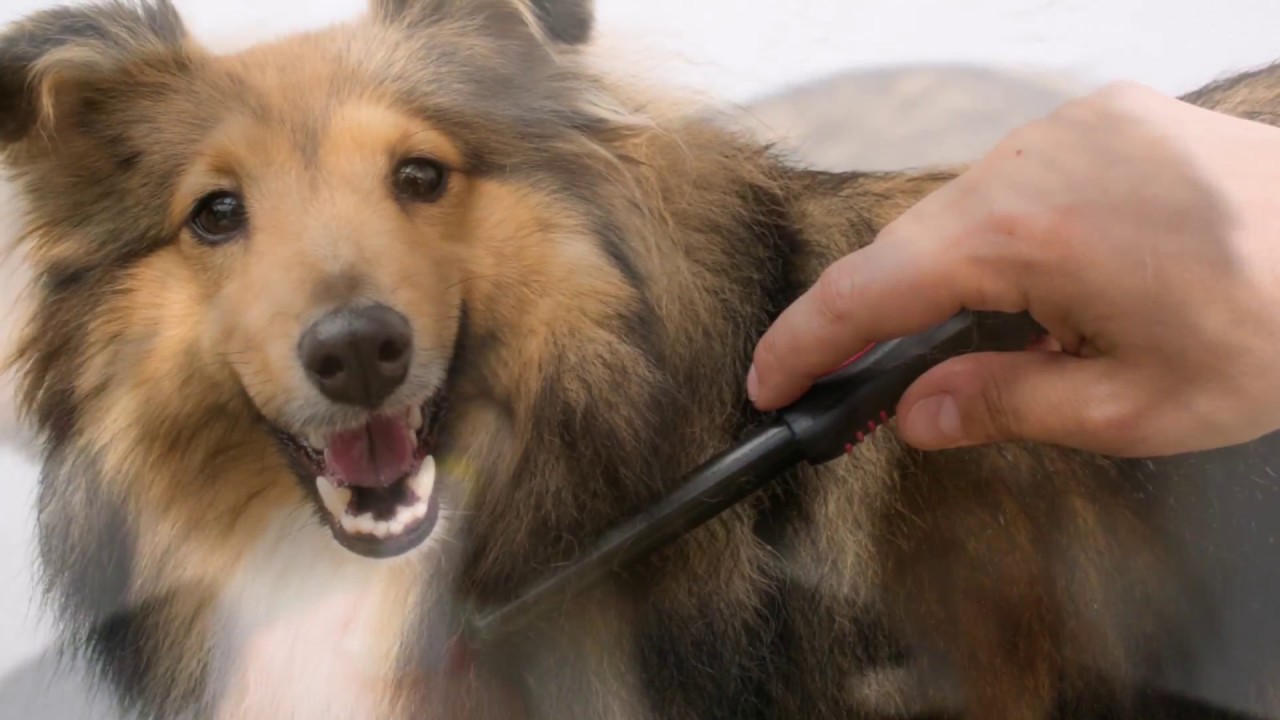 Fellpflege bei den Shelties of the Wonnegau Highlands