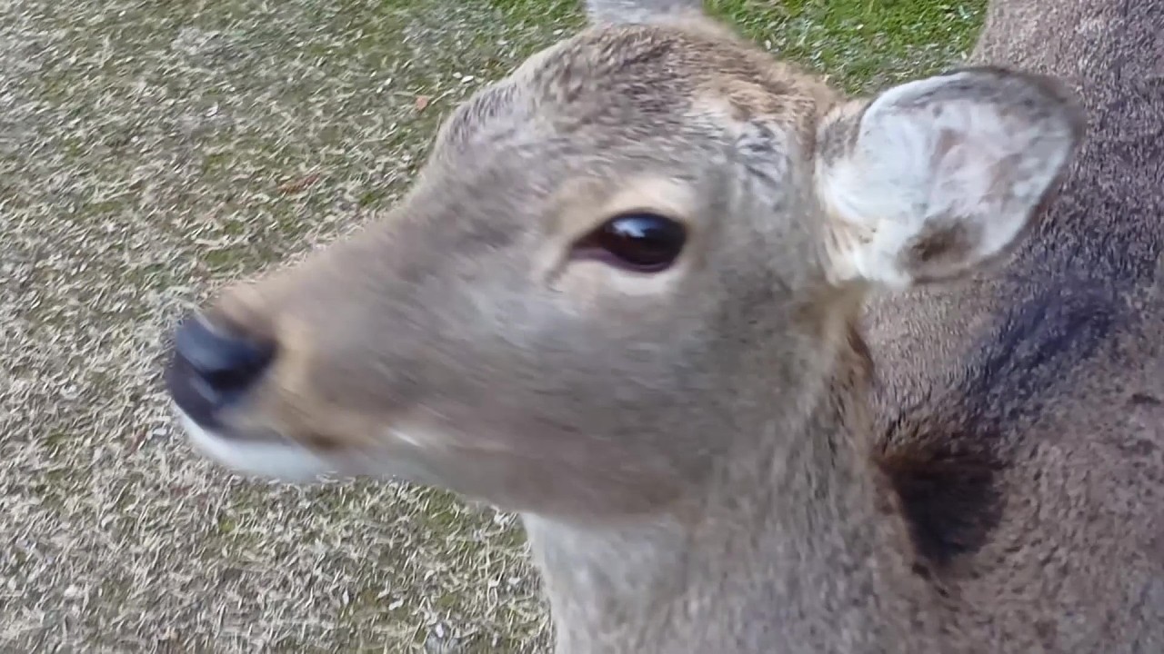 総集編 (Compilation) #21 奈良公園の鹿さん(#201～#210) Deer of Nara Park