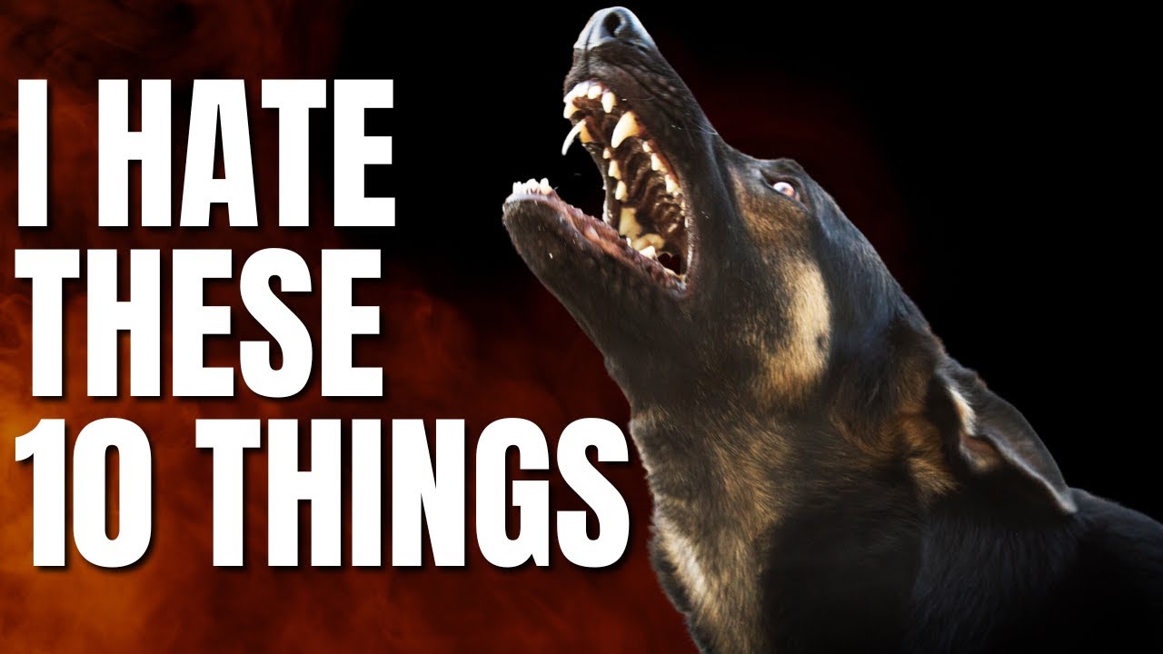 TOP 10 Things That German Shepherds Hate Most