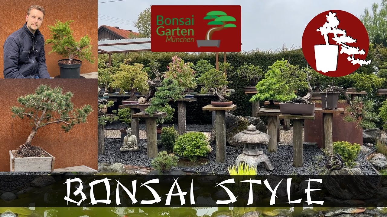 Workshop im Bonsai Garten München | Kiefer (Pinus) & Wacholder (Juniperus) | 