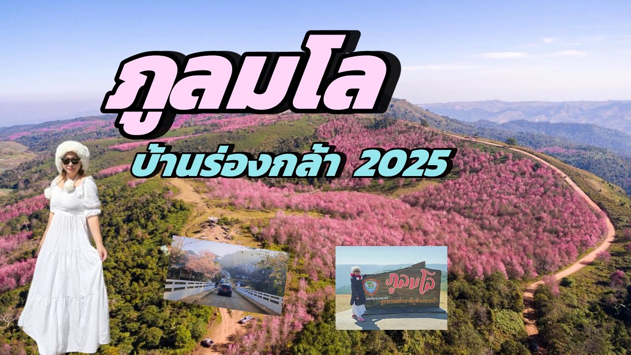 ภูลมโล หมู่บ้านร่องกล้า 2025 ชมดอกพญาเสือโคร่ง หุบเขาสีชมพู