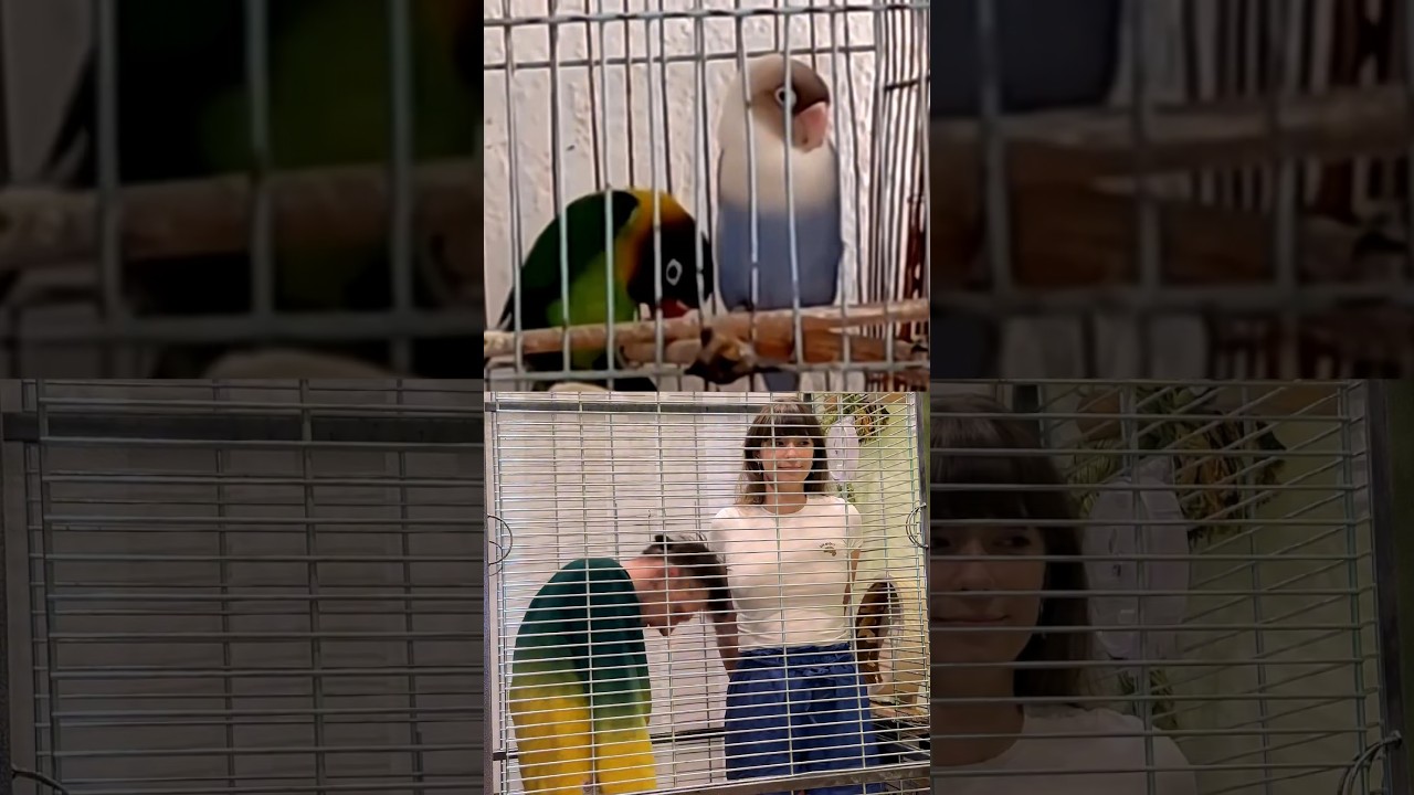 We took seriously this duet with parrots #dance
