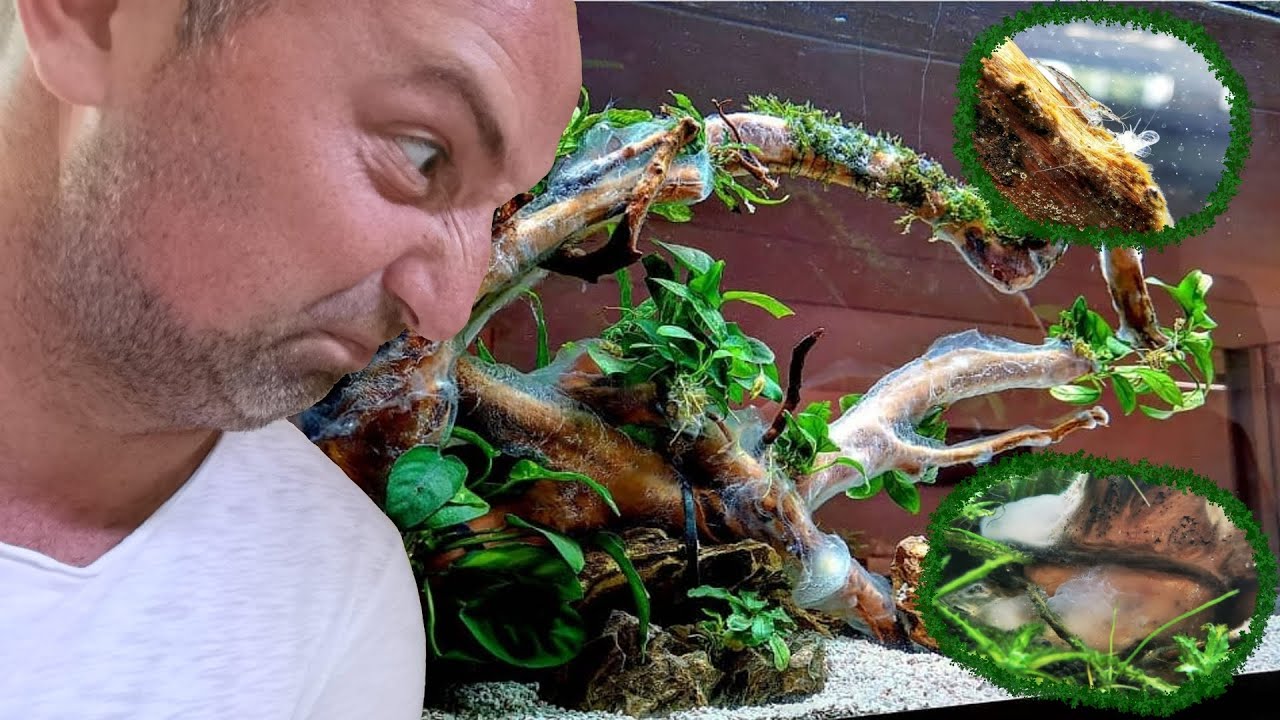 Primi pesci o problemi di alghe e muffe? Ecco i miei consigli!