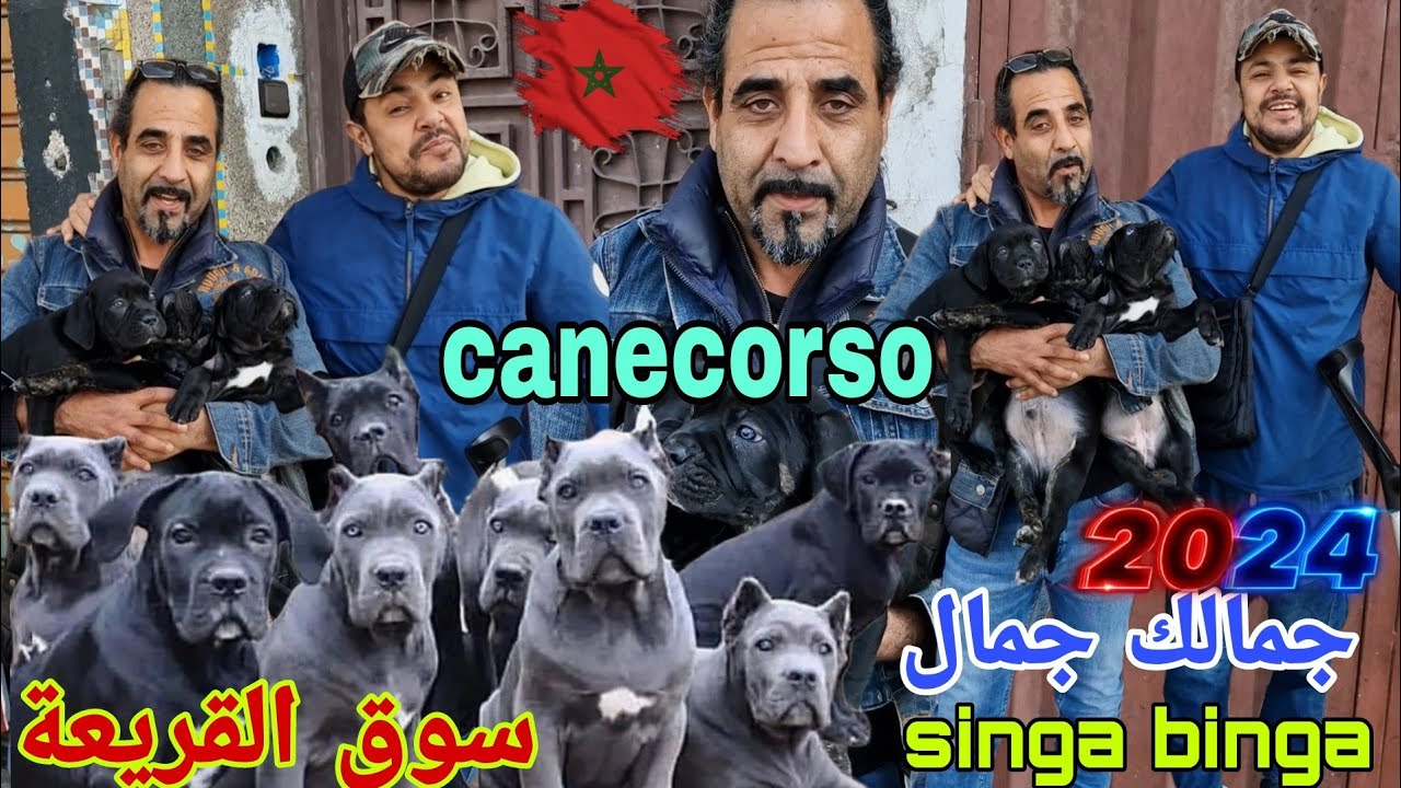 سوق القريعة بالدار البيضاء 🇲🇦🇲🇦 يوم الأحد 28/1/2024 مع الأسطورة canecorso باعة الكلاب والقطط المليح