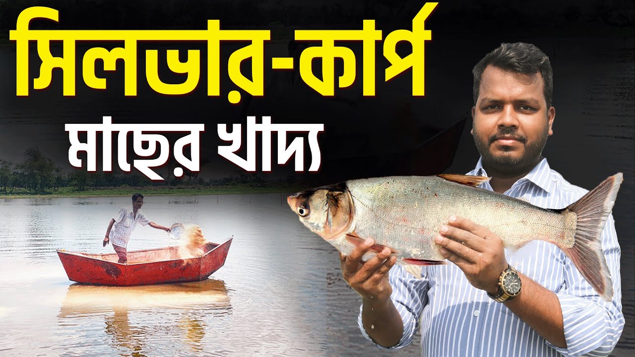 সিলভার কার্প মাছের খাদ্য || সিলভার মাছের লিকুইড খাদ্য || সিলভারকার্প মাছের খাদ্য তৈরি || Shakib AGRO