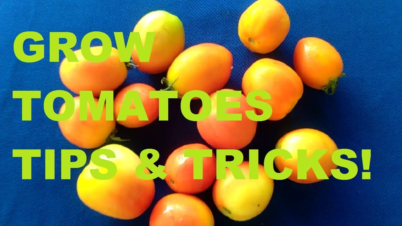 HOW TO GROW TOMATOES AT HOME: Tips and tricks!