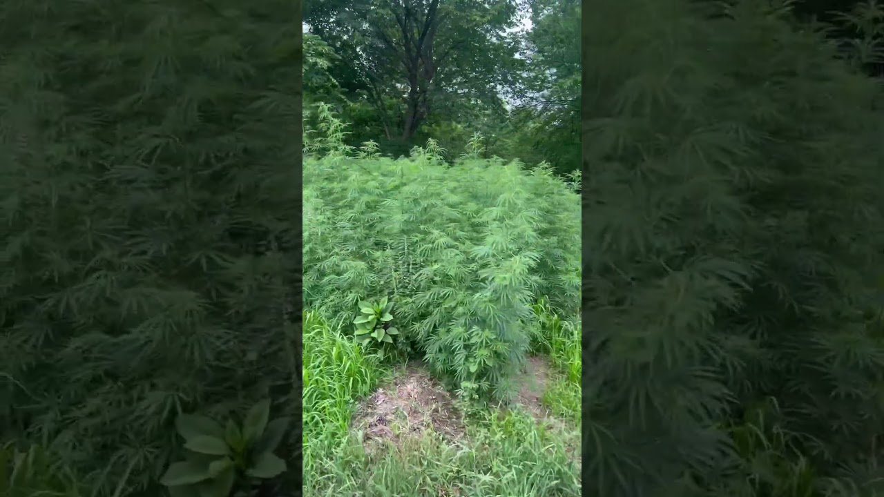 Don&rsquo;t Smoke This Wild Hemp - Oregon, Missouri