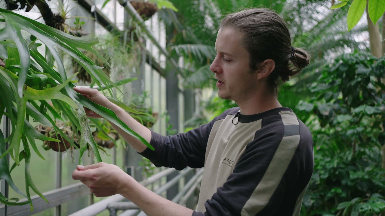 Plantendokter #2: Hoe bestrijd je ongedierte op planten een natuurlijke manier?