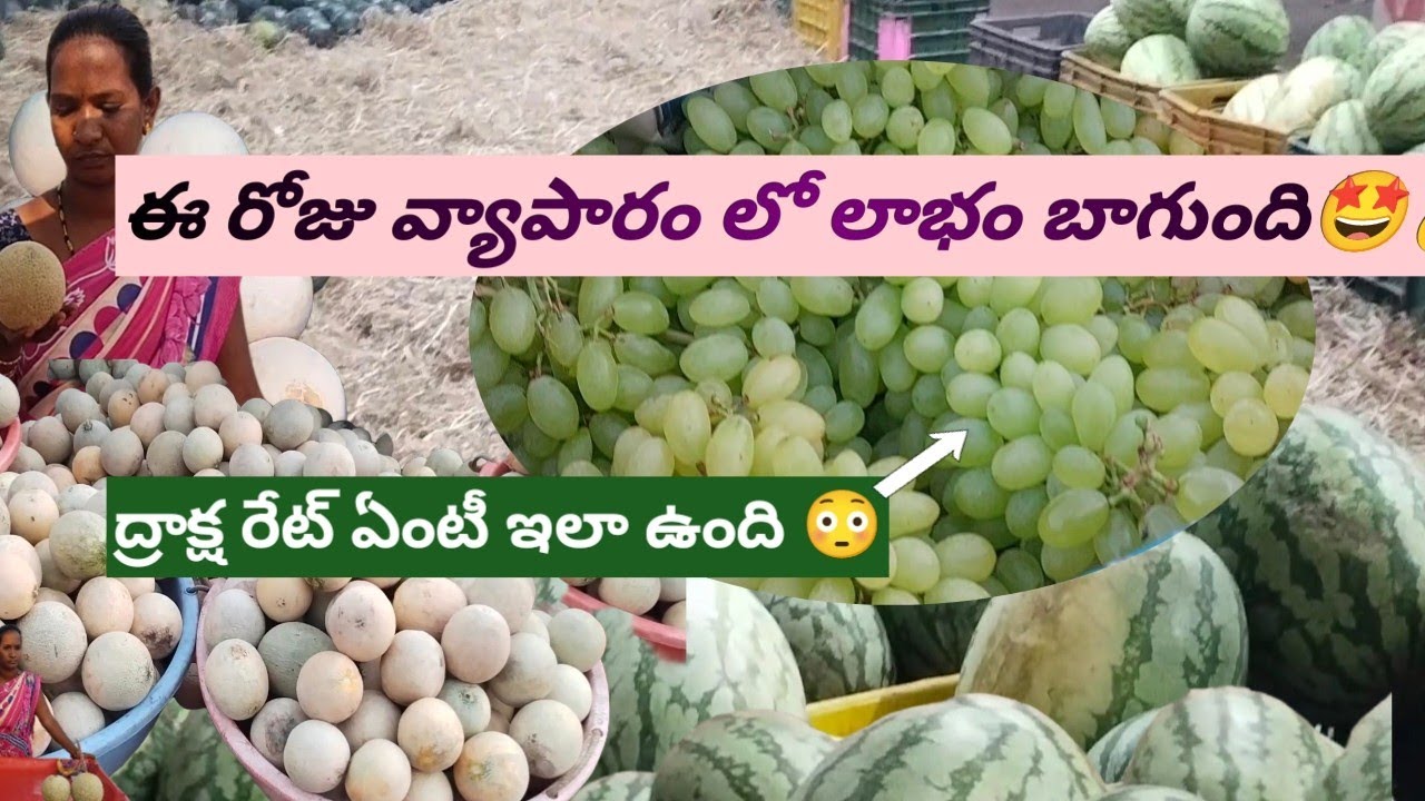 ఈ వ్యాపారం లో లాభం బాగుంది🤩💰/fruts business/muskmelon/priyavenkys world 