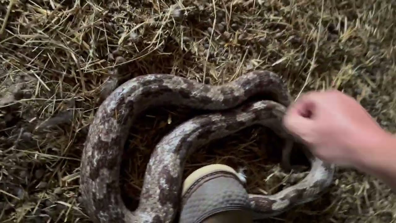 Snake!!