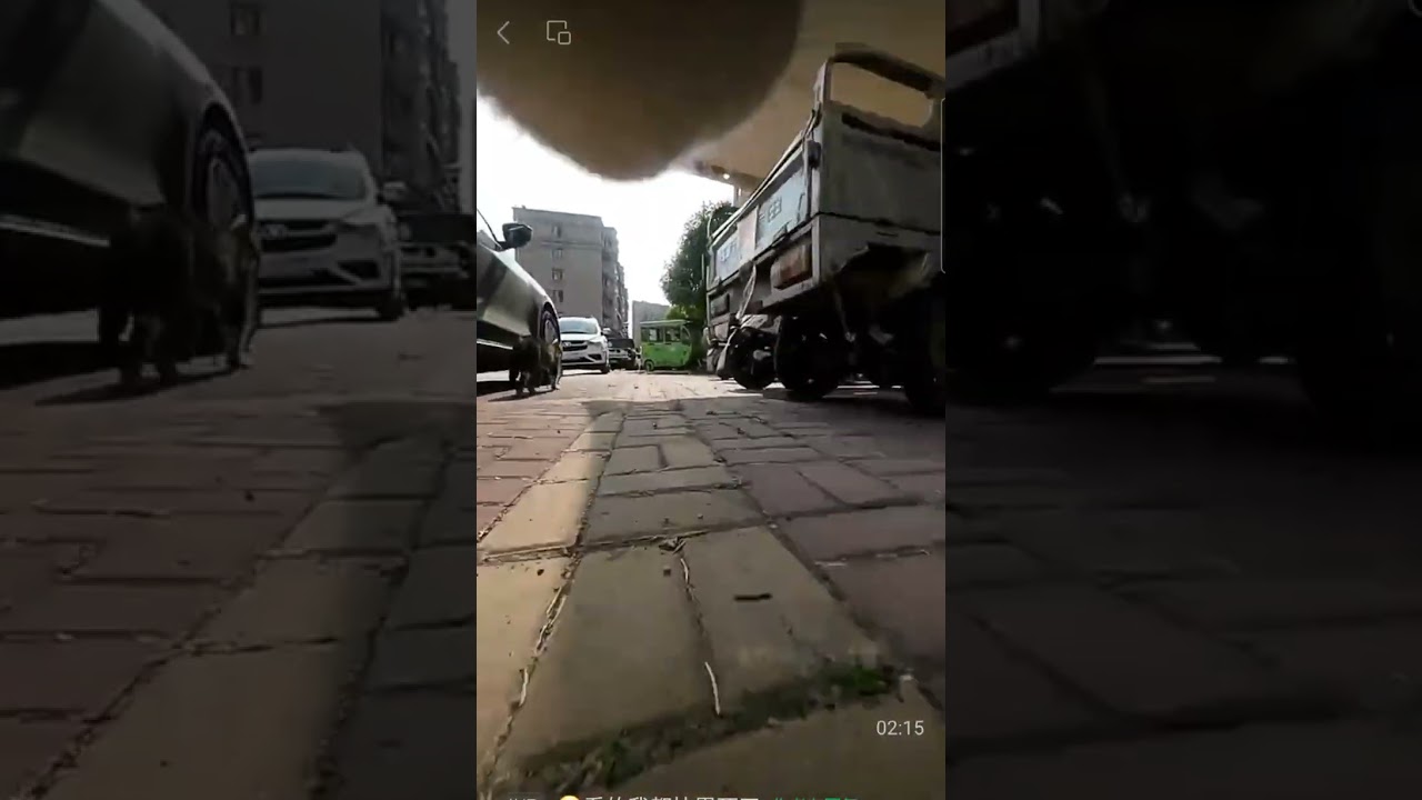 cats chasing, cat's Parkour, cat's POV #cat #catvideos #funnyvideo #parkour